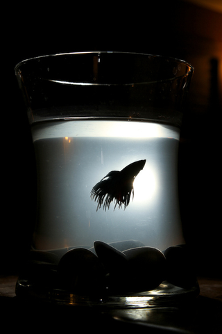 Illustration for article titled Shooting Challenge Silhouettes Gallery 3